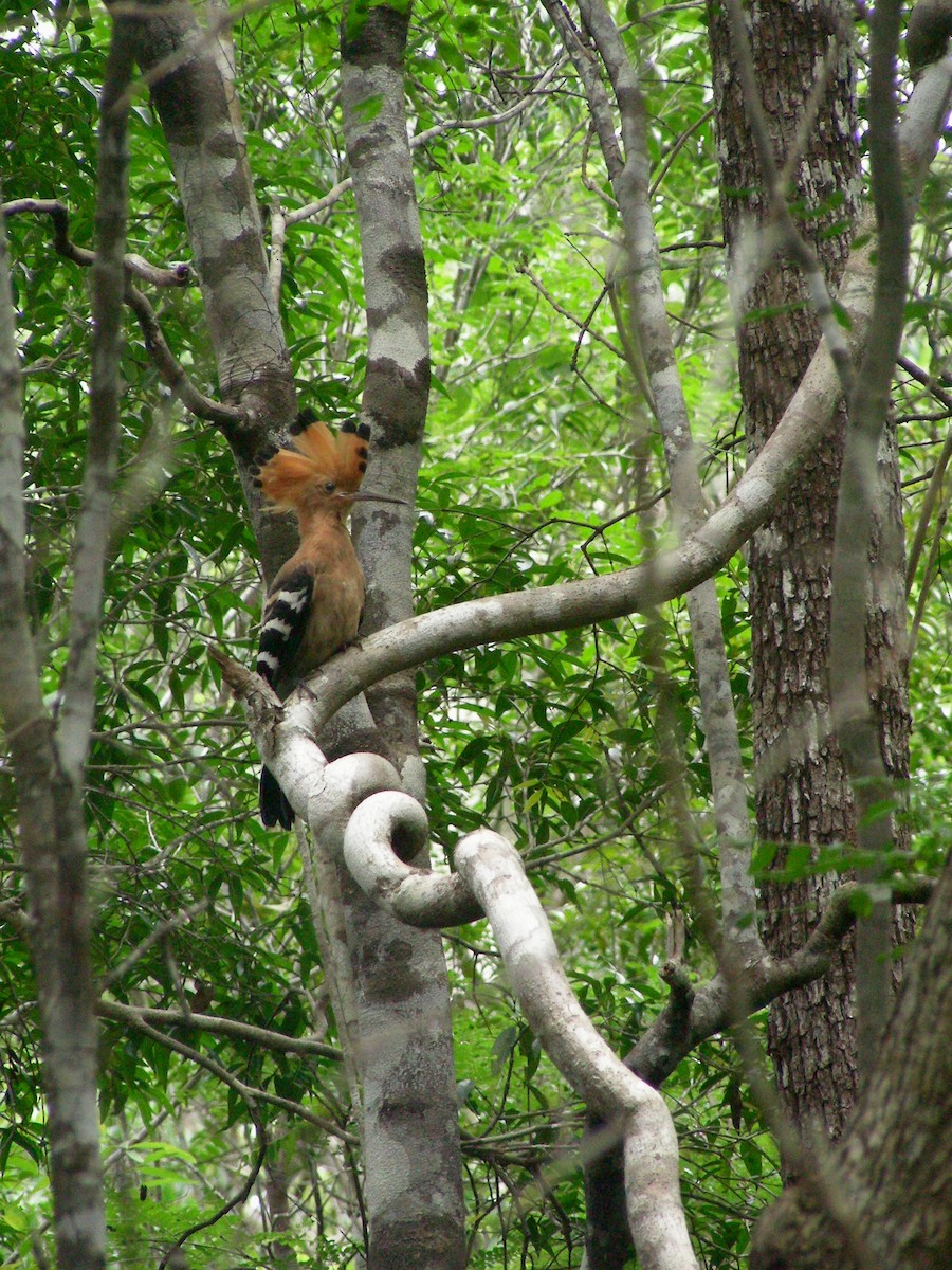 Madagascar Hoopoe - Juan Ramírez