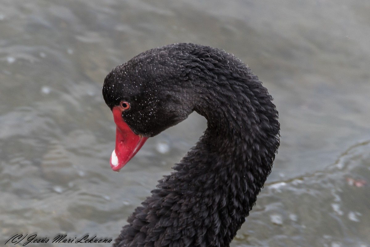 Black Swan - ML209305801