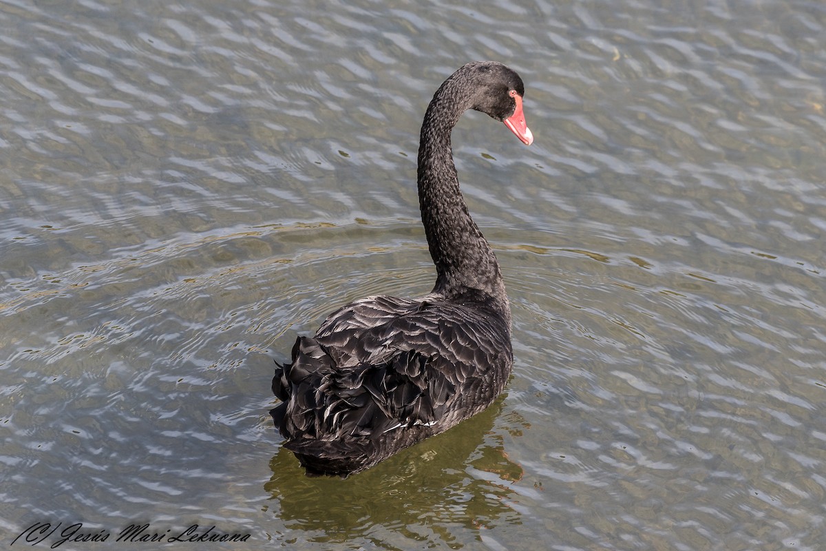 Black Swan - ML209305821