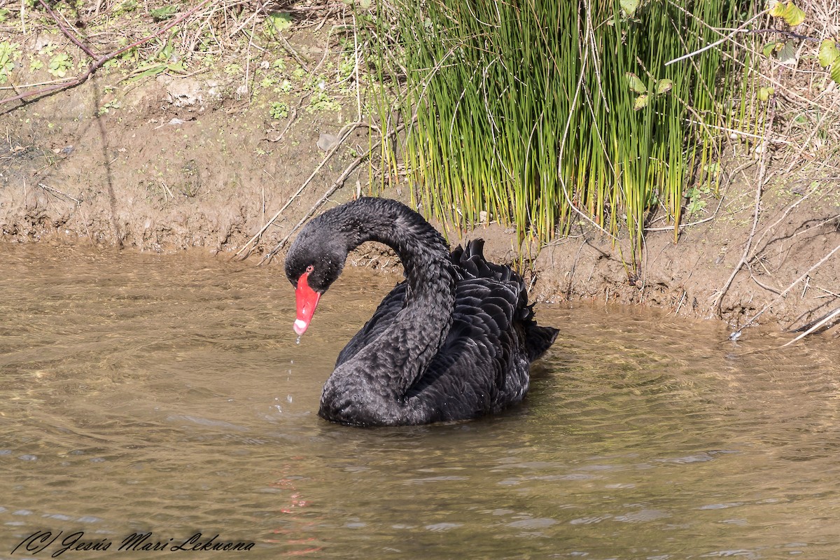 Black Swan - ML209305871