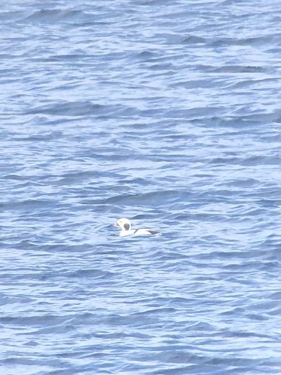 Long-tailed Duck - ML209311471