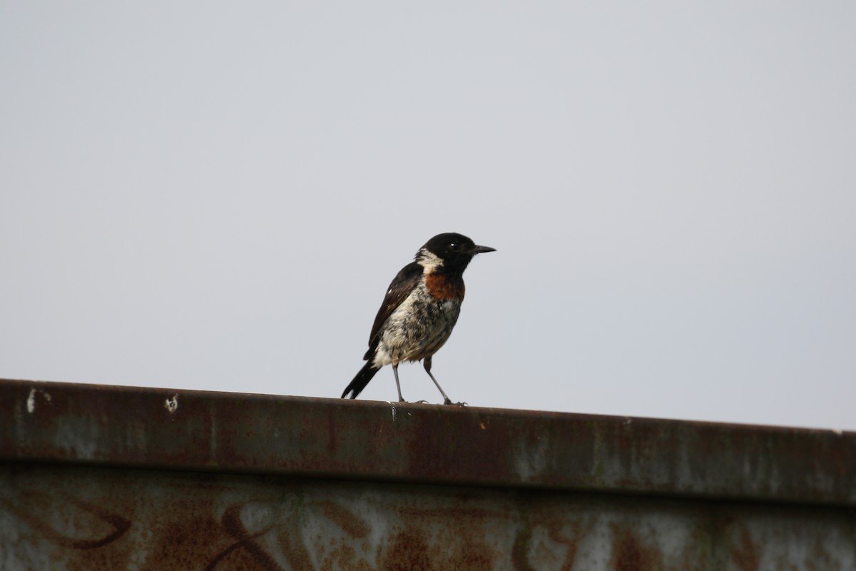 African Stonechat - ML209313531