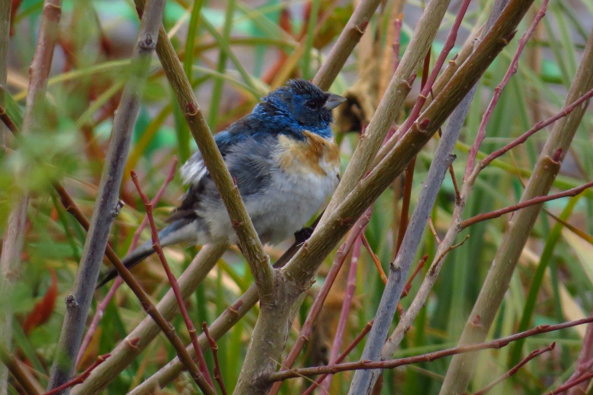 Lazuli Bunting - Tracy Aviary Conservation Science