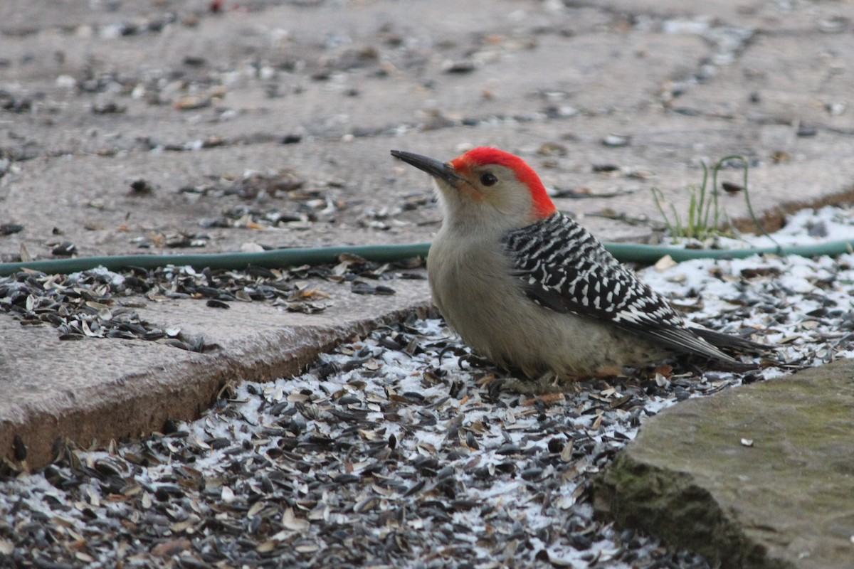 Red-bellied Woodpecker - ML209319241