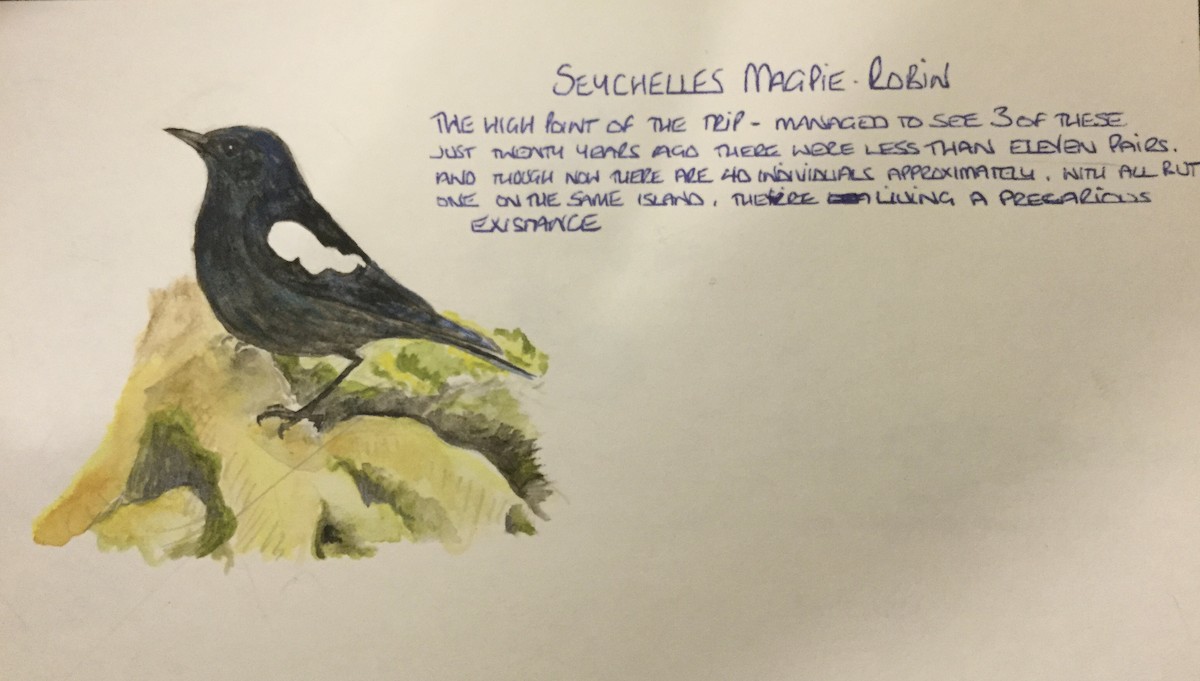 Seychelles Magpie-Robin - Andy Benson