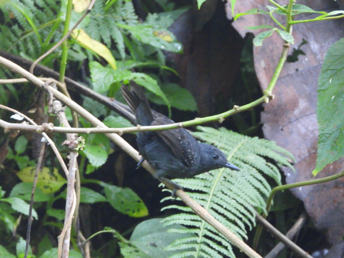 Spot-winged Antbird - Jorge Galván