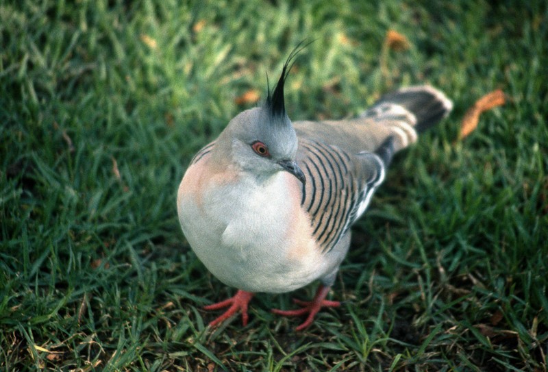 Crested Pigeon - ML209326831