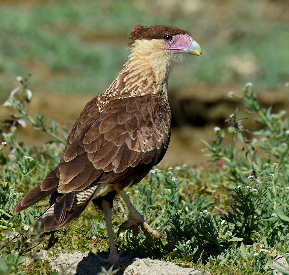 Crested Caracara (Northern) - Steven Mlodinow