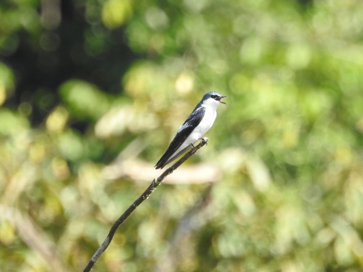 White-winged Swallow - Tristan Jobin