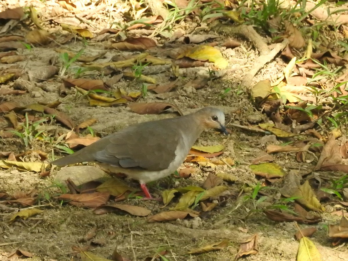 Gray-fronted Dove - ML209329621