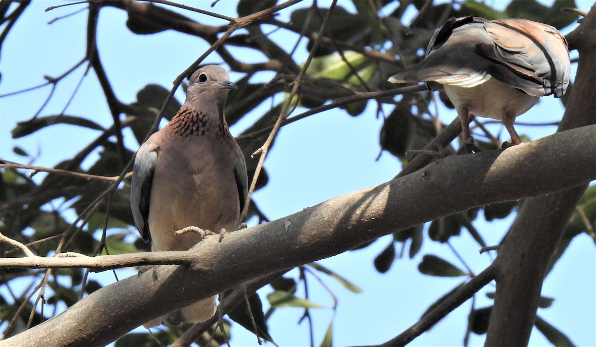 Laughing Dove - ML209330691
