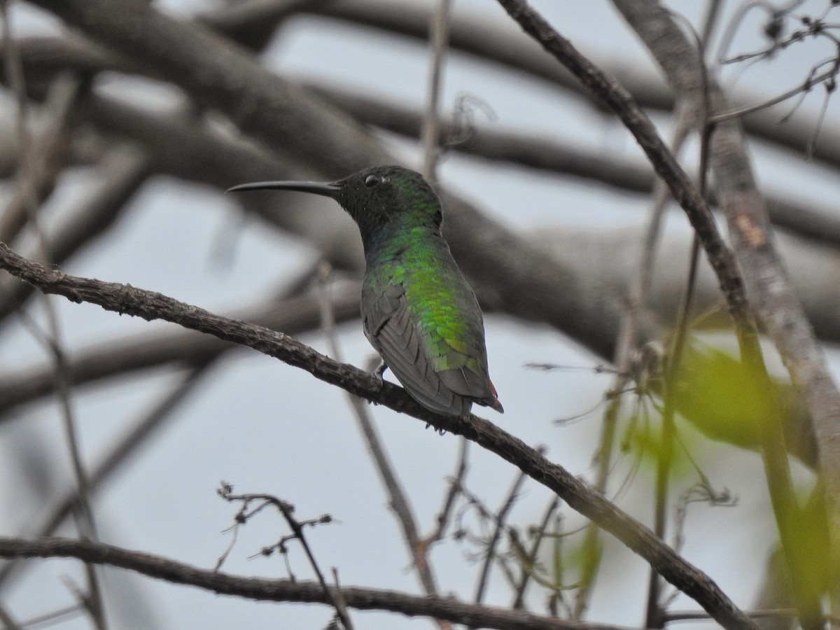 Green-breasted Mango - Anonymous