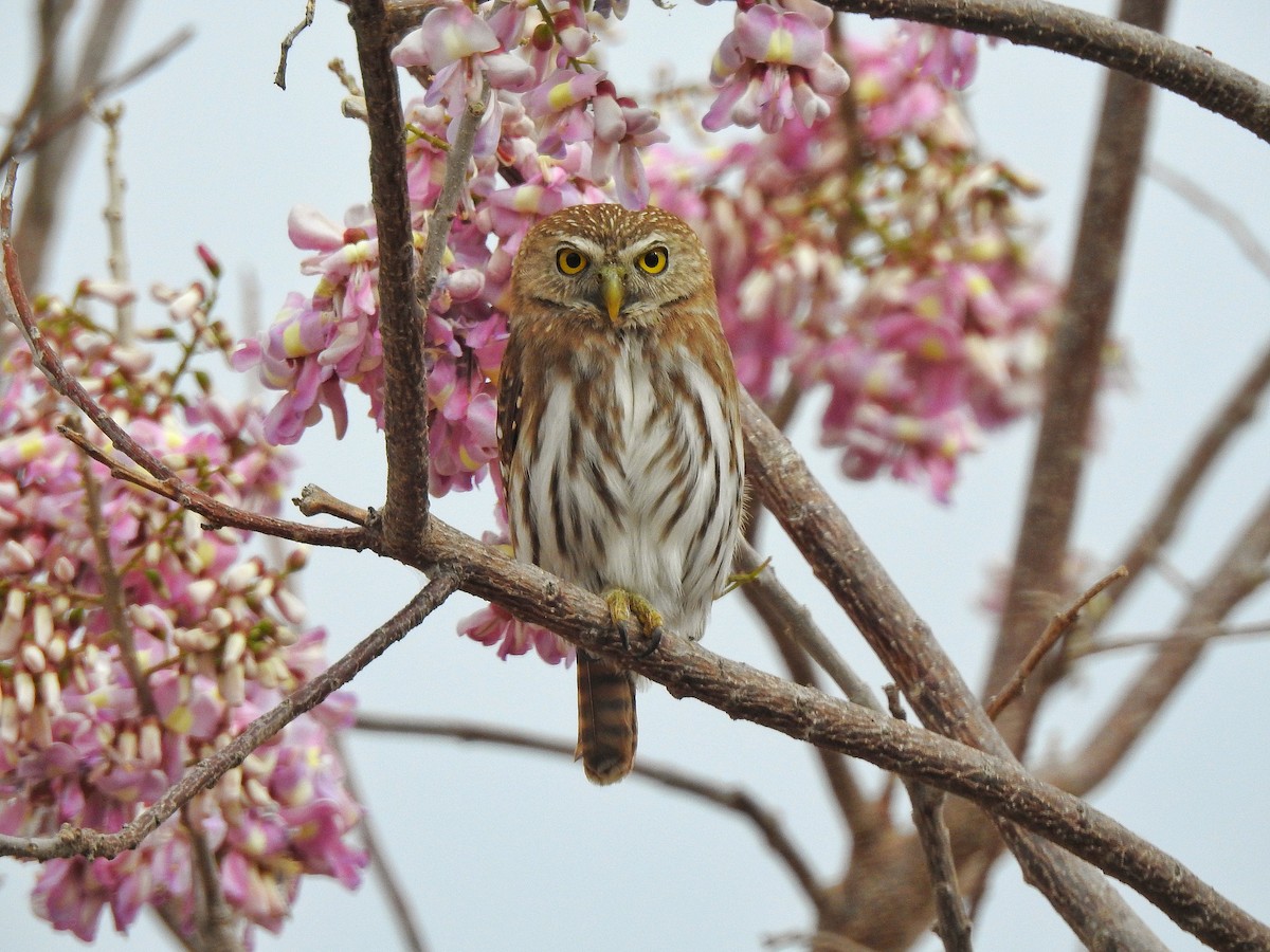 Ferruginous Pygmy-Owl - ML209332481
