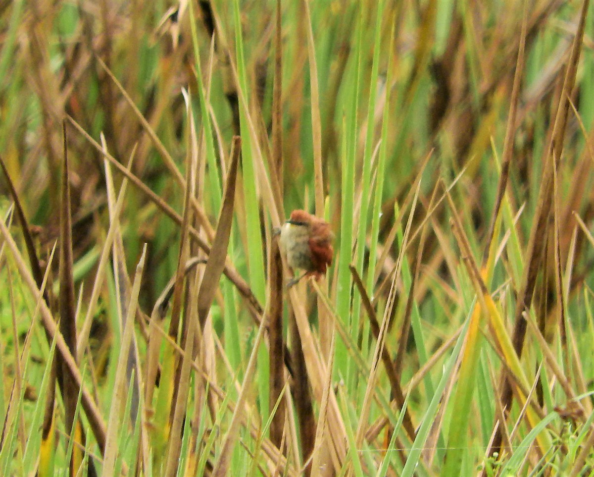 Yellow-chinned Spinetail - Laura Magallanes