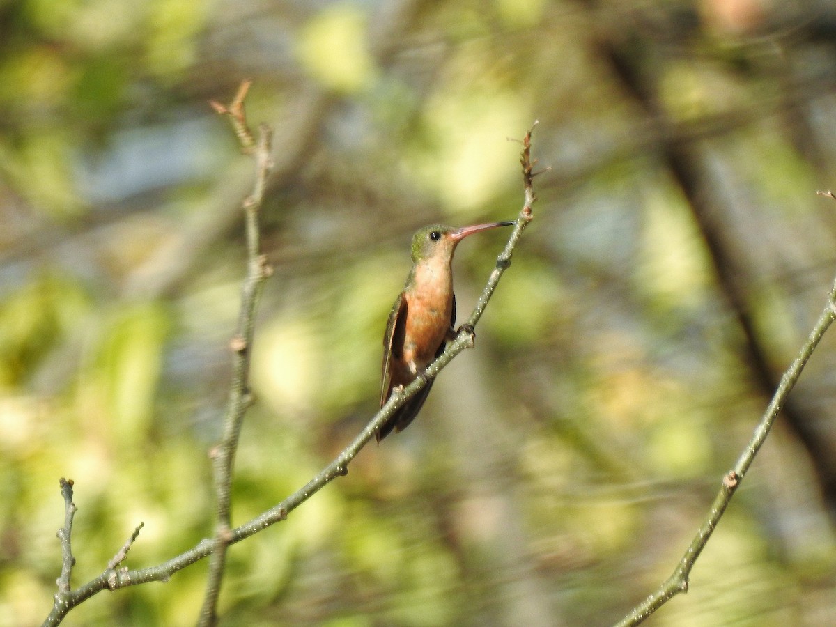 Cinnamon Hummingbird - Anonymous