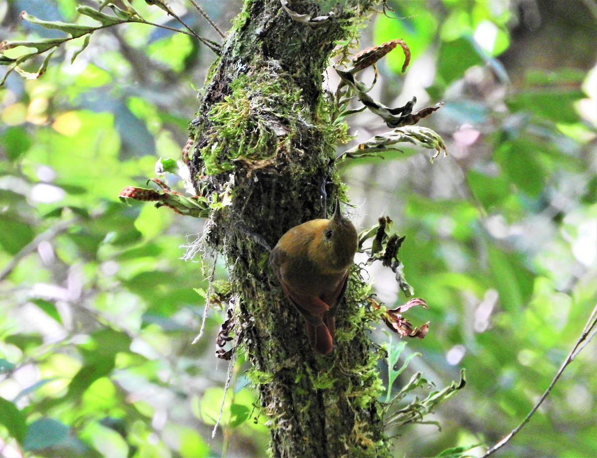 Olivaceous Woodcreeper - Laura Magallanes