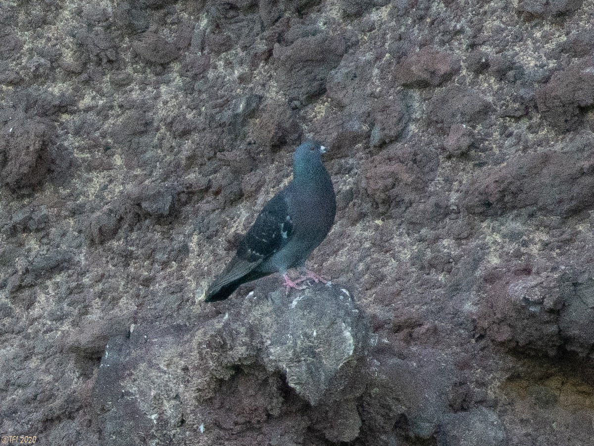 Rock Pigeon (Feral Pigeon) - T I