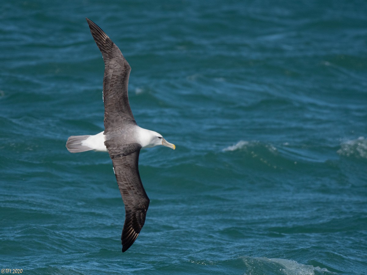White-capped Albatross - T I
