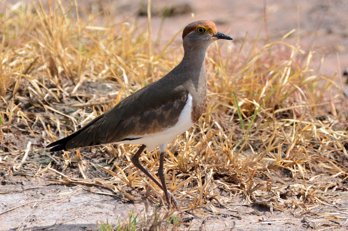 Brown-chested Lapwing - ML209343171