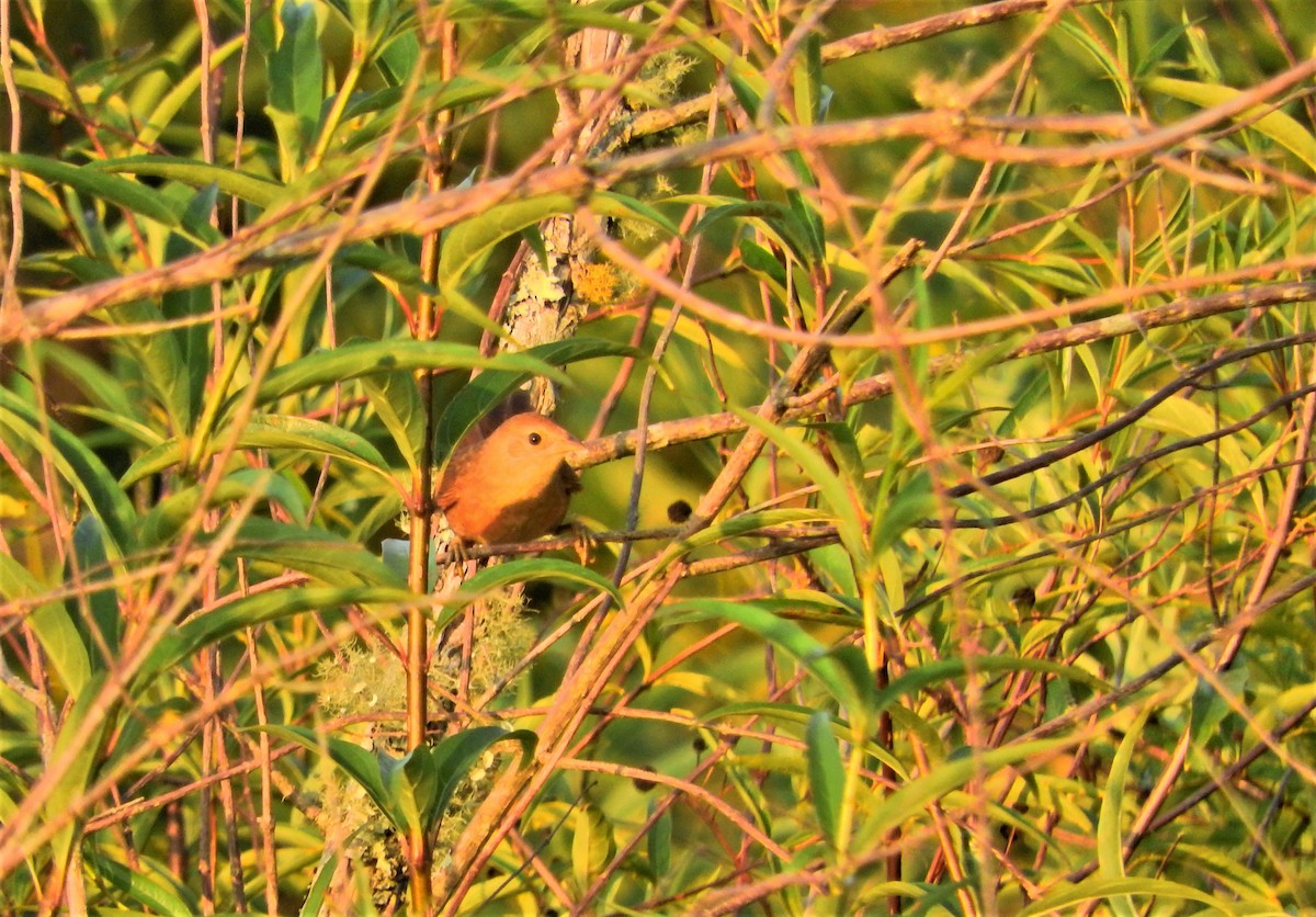 Orange-breasted Thornbird - Laura Magallanes