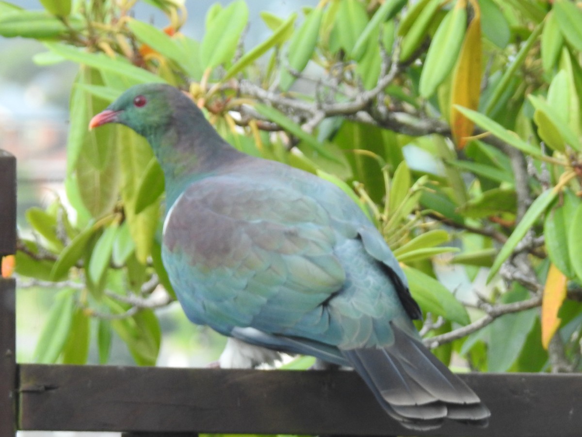 New Zealand Pigeon - Nick Dunckley
