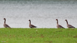 Lesser White-fronted Goose, ML209345831