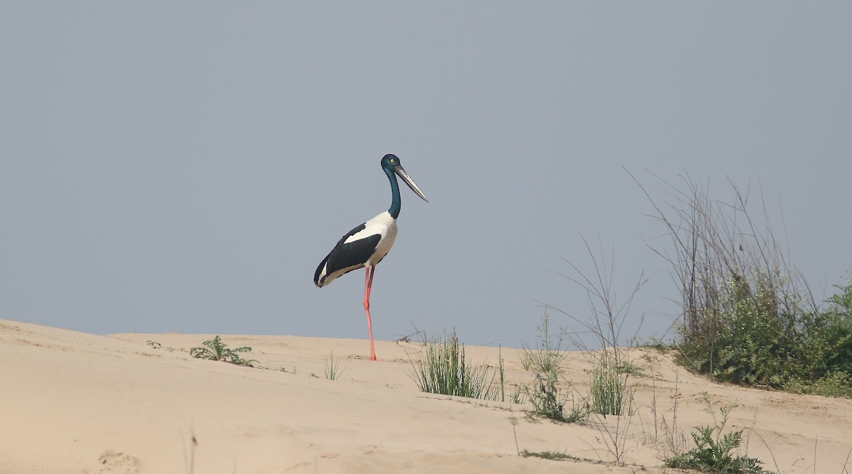 Black-necked Stork - ML209347631