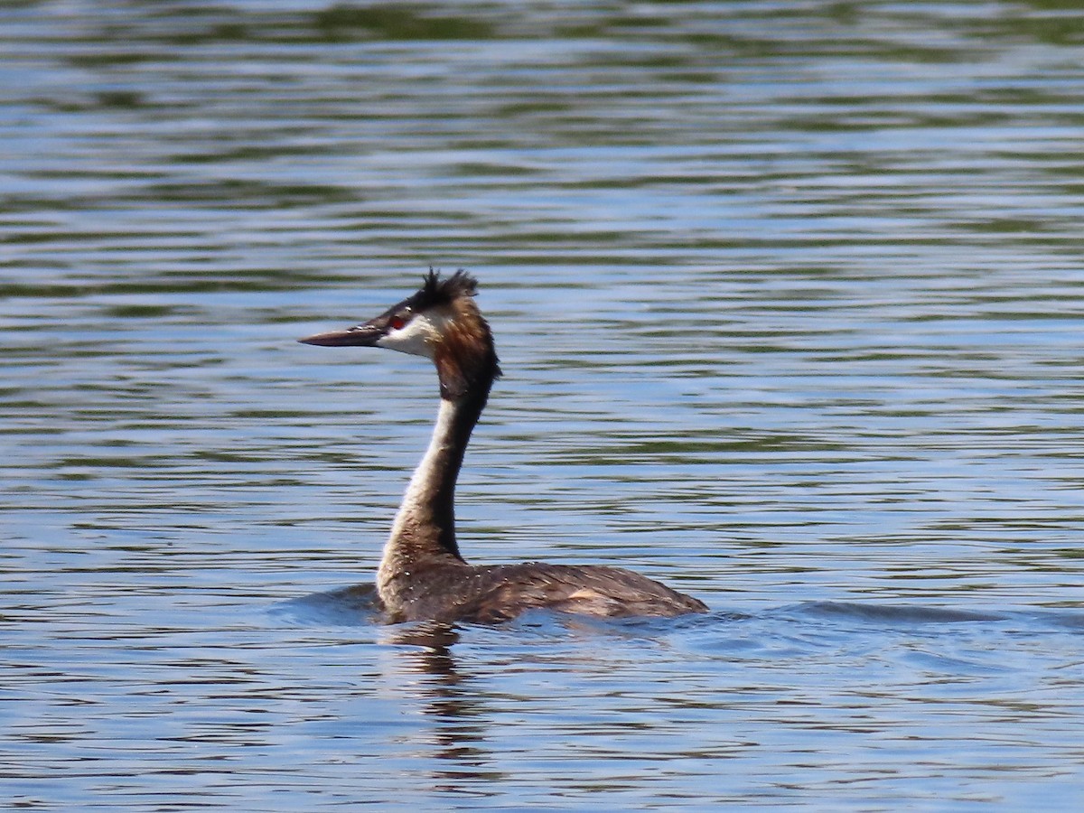 Great Crested Grebe - Diane Durham