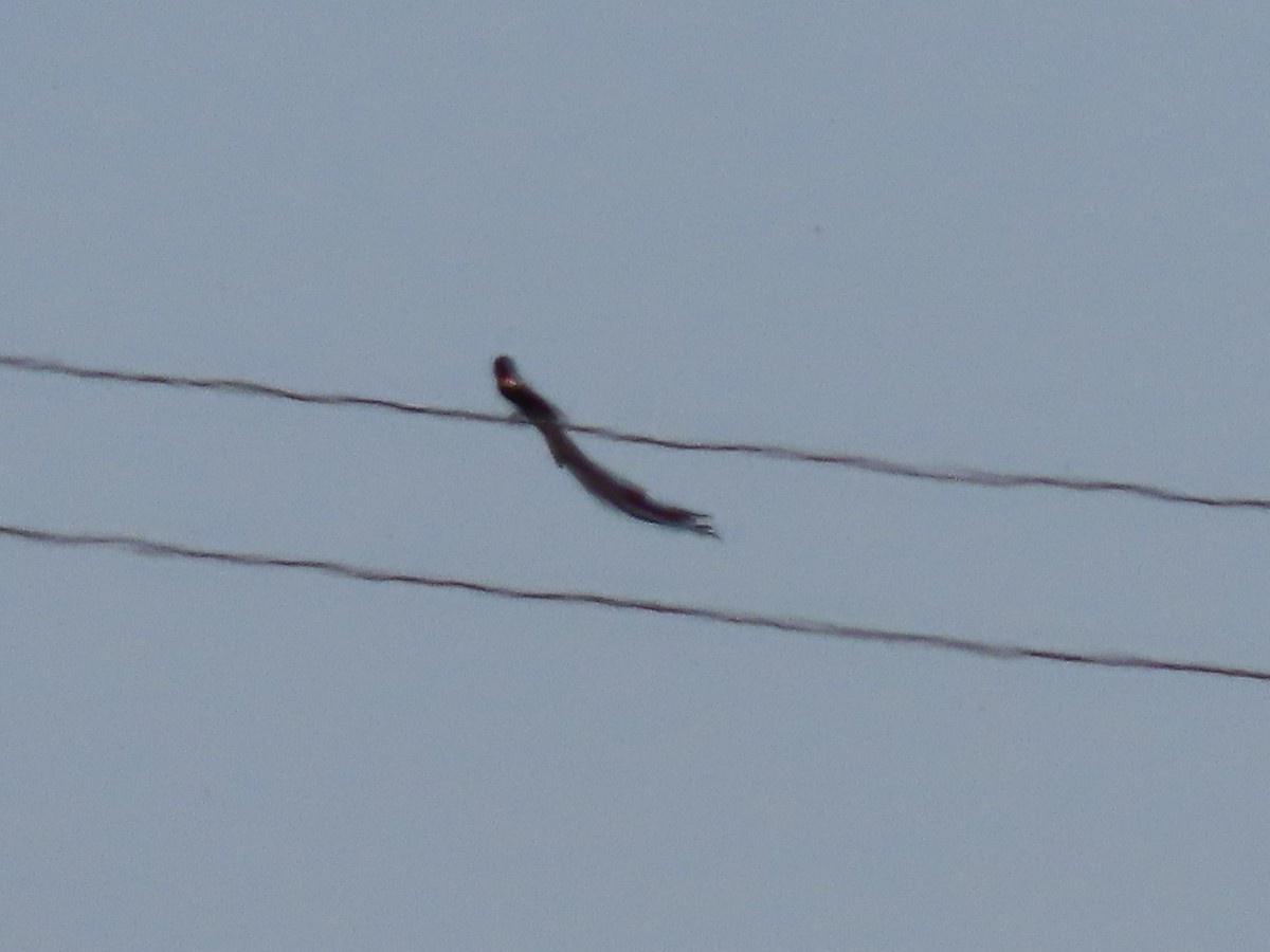 Long-tailed Widowbird - ML209351891
