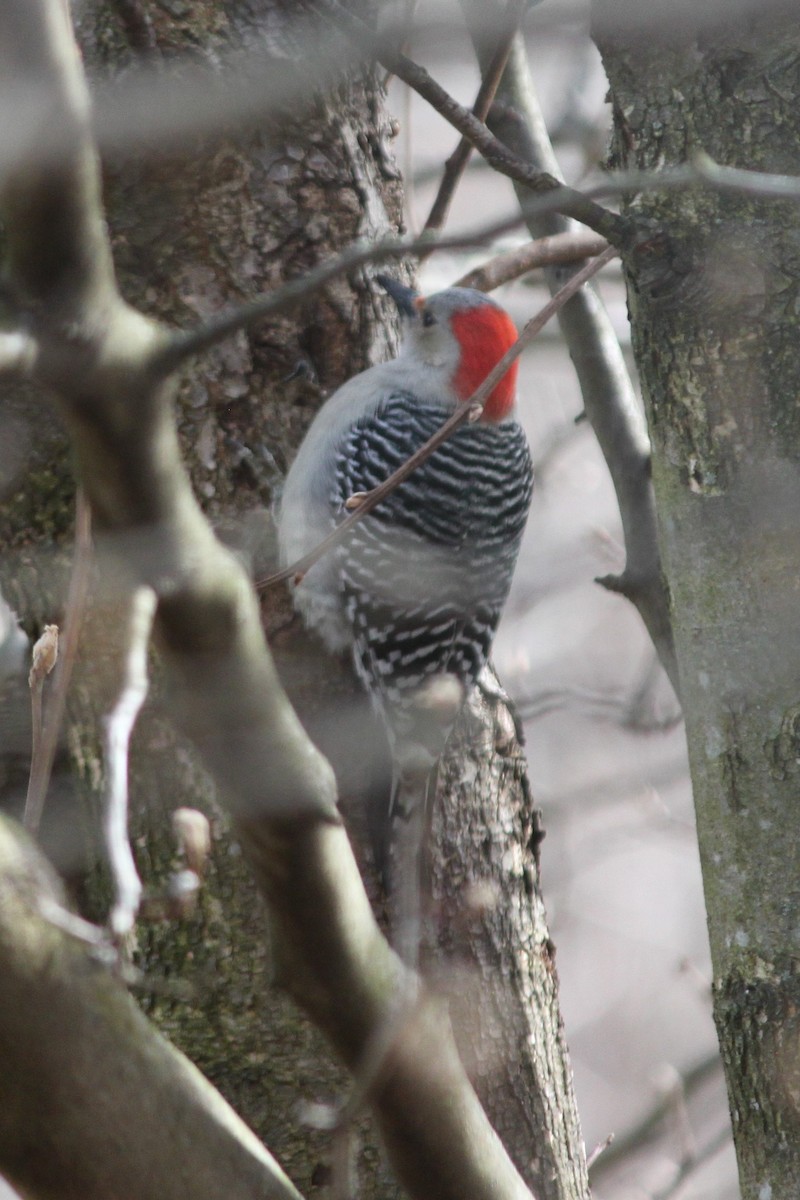 Red-bellied Woodpecker - ML209353371