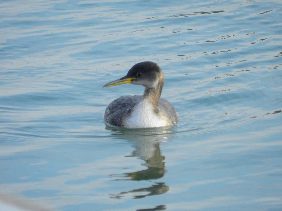 Red-necked Grebe - Vince Elia