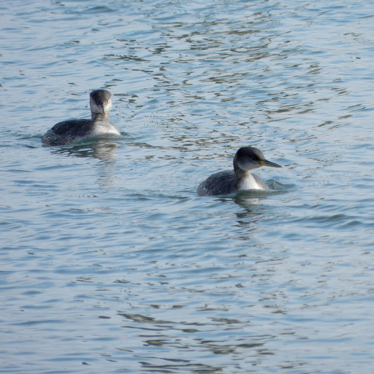 Red-necked Grebe - ML209355711
