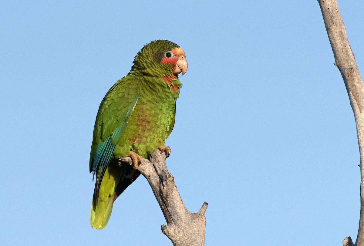 Cuban Parrot - Denny Swaby