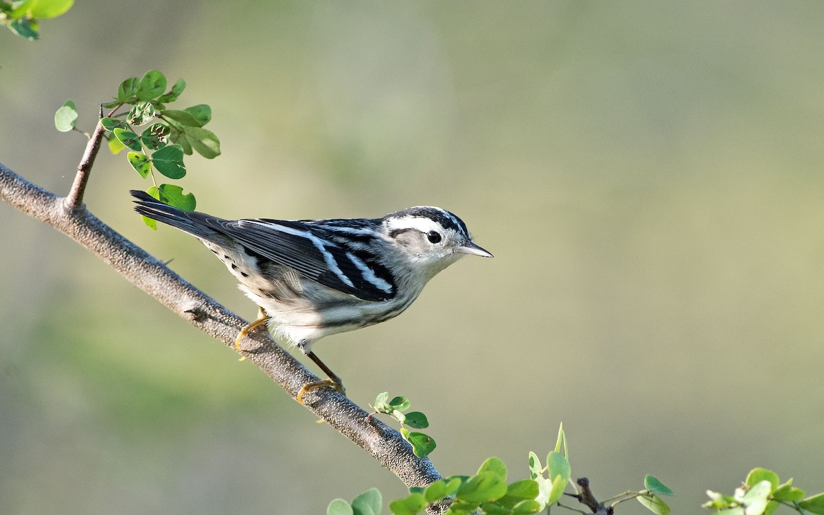 Black-and-white Warbler - ML209356371