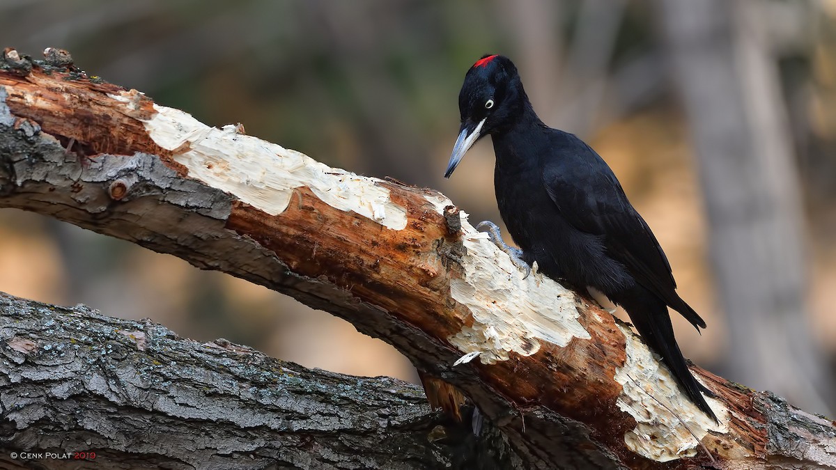 Black Woodpecker - Cenk Polat
