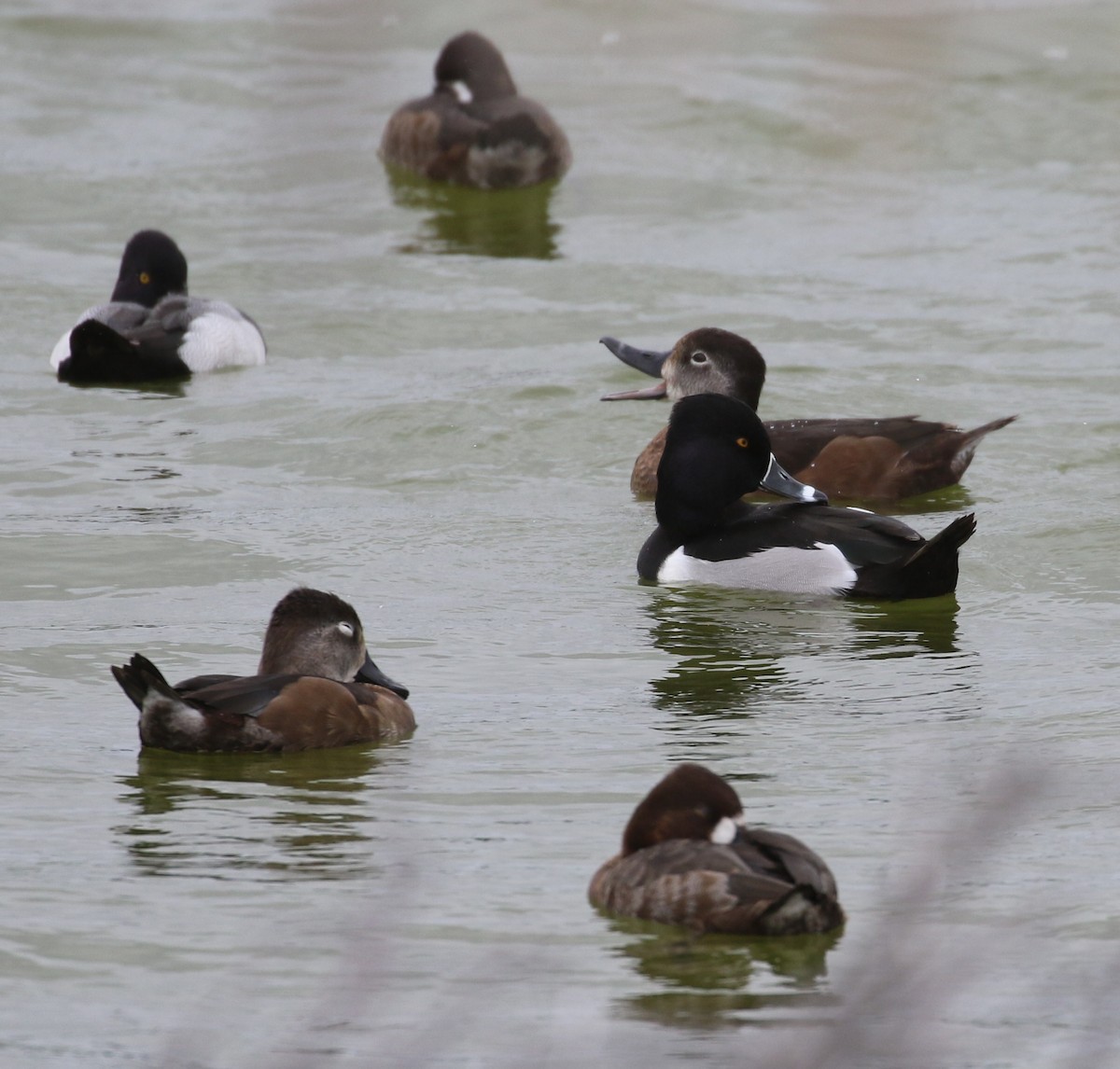 Ring-necked Duck - Don Coons
