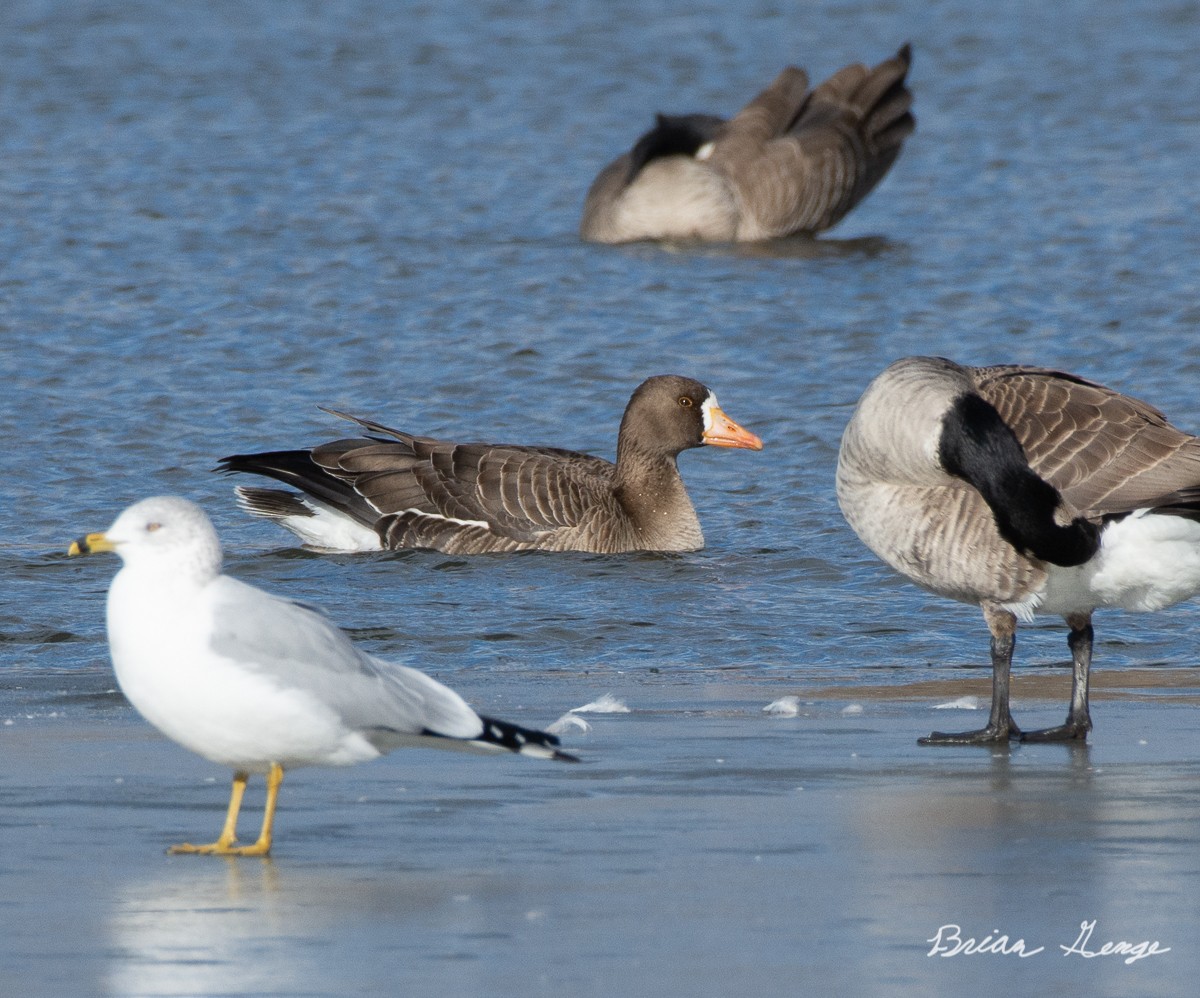 Greater White-fronted Goose - Brian Genge