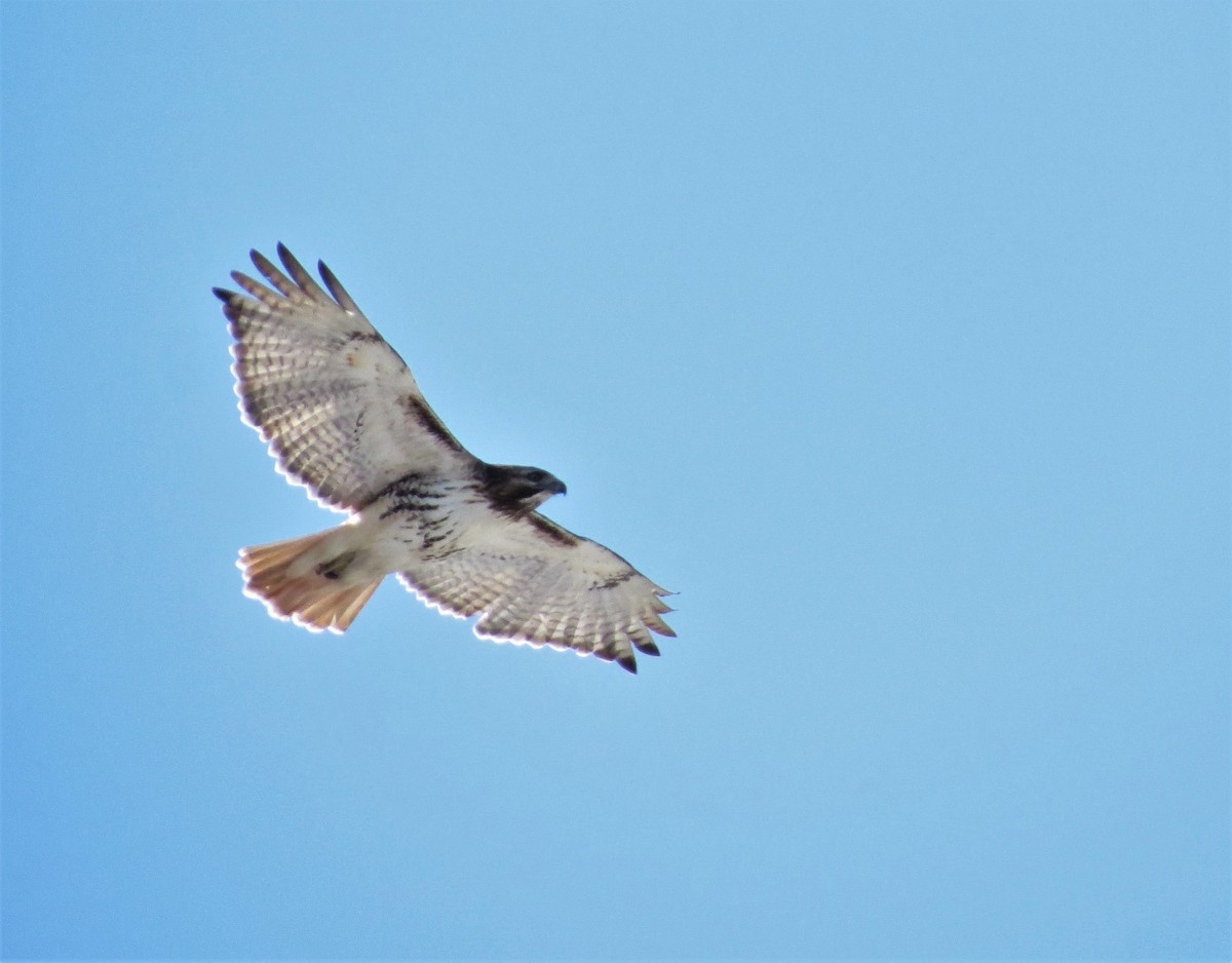 Red-tailed Hawk - Tom Pirro