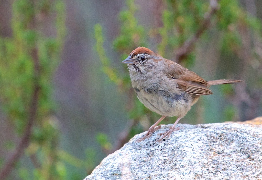 Rufous-crowned Sparrow - Ed Harper