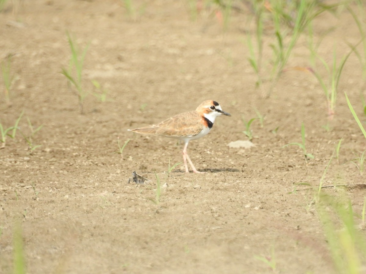Collared Plover - ML209361501