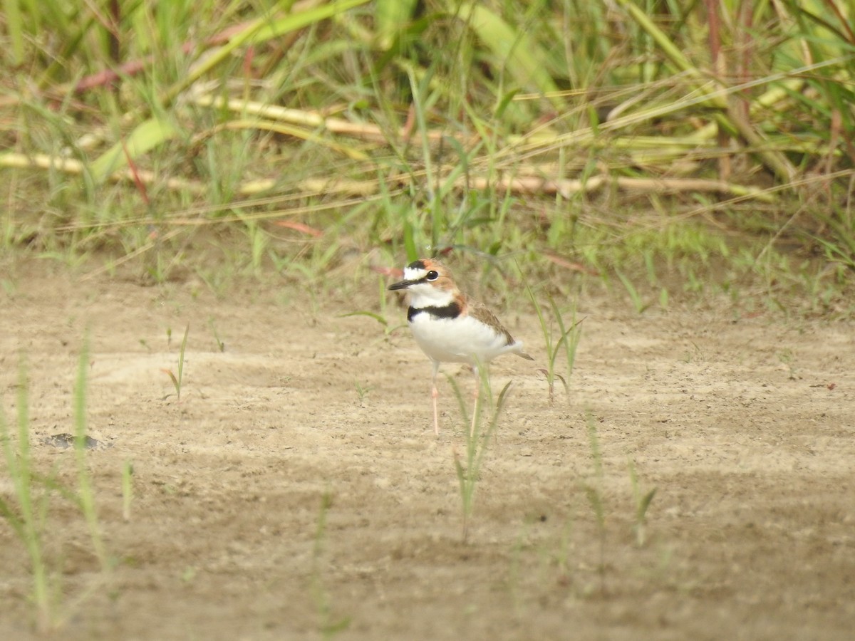 Collared Plover - ML209361791