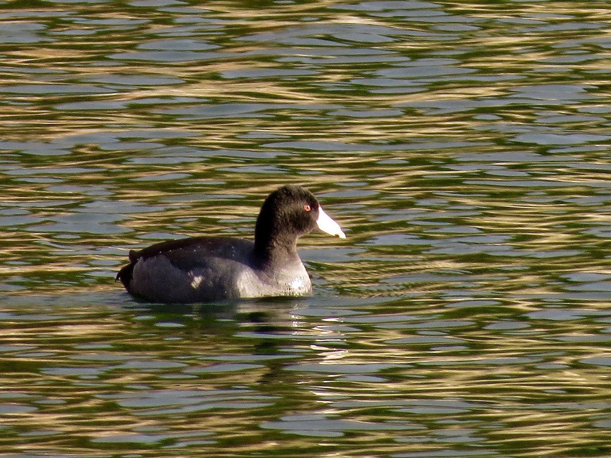American Coot (Red-shielded) - ML20936241