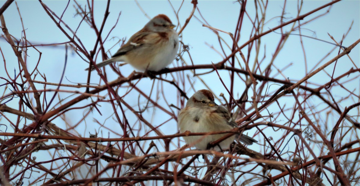 American Tree Sparrow - ML209365011