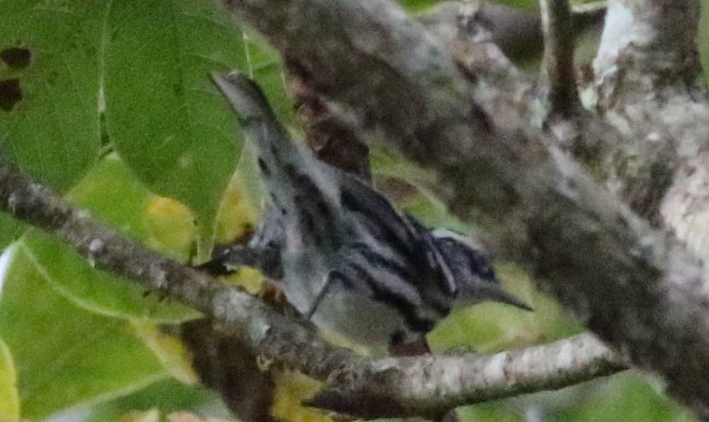 Black-and-white Warbler - ML209367921