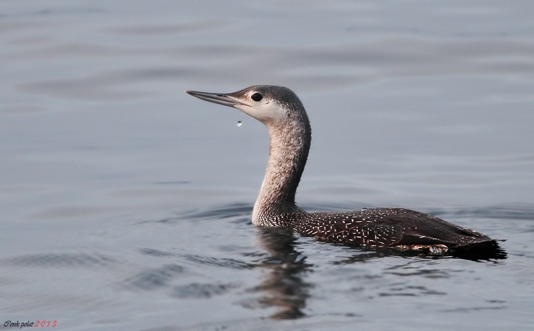 Red-throated Loon - ML209368841