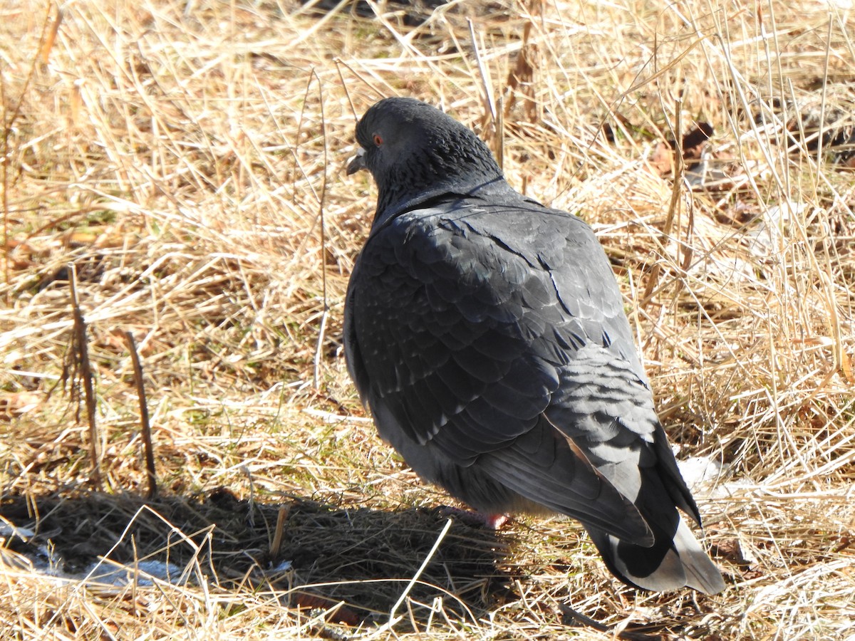 Rock Pigeon (Feral Pigeon) - ML209369771