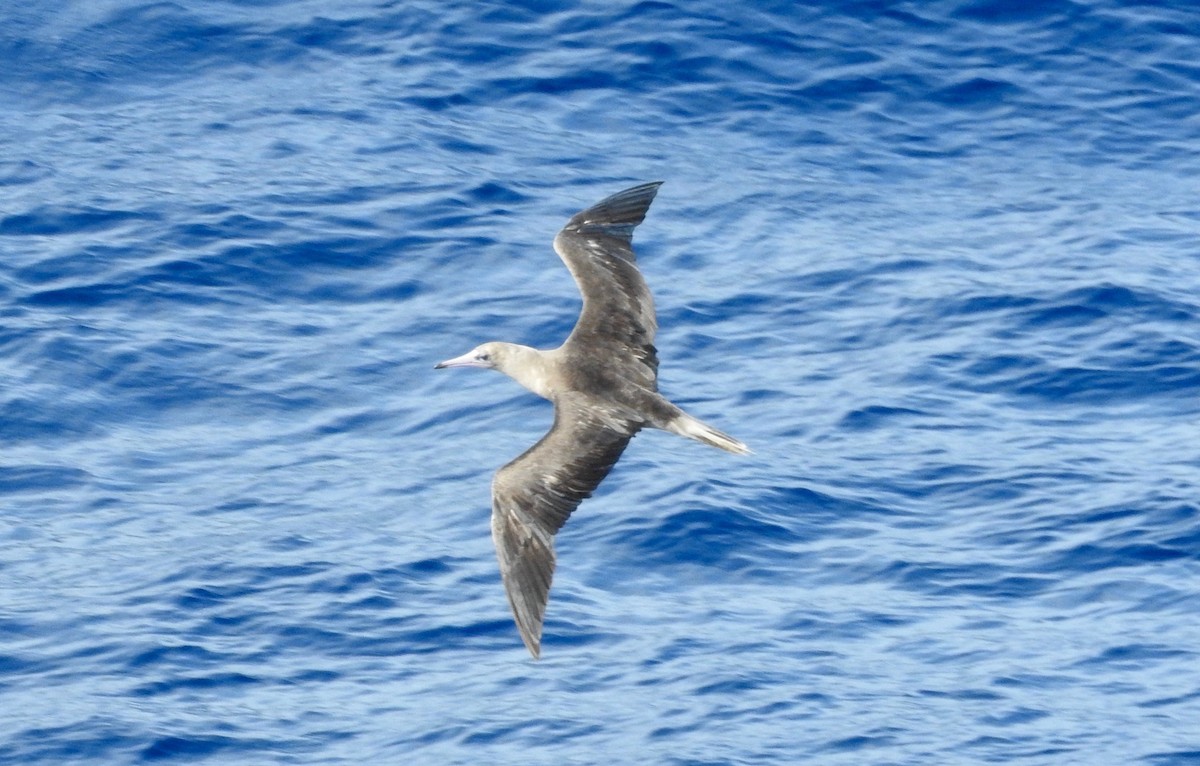 Red-footed Booby - ML209369911