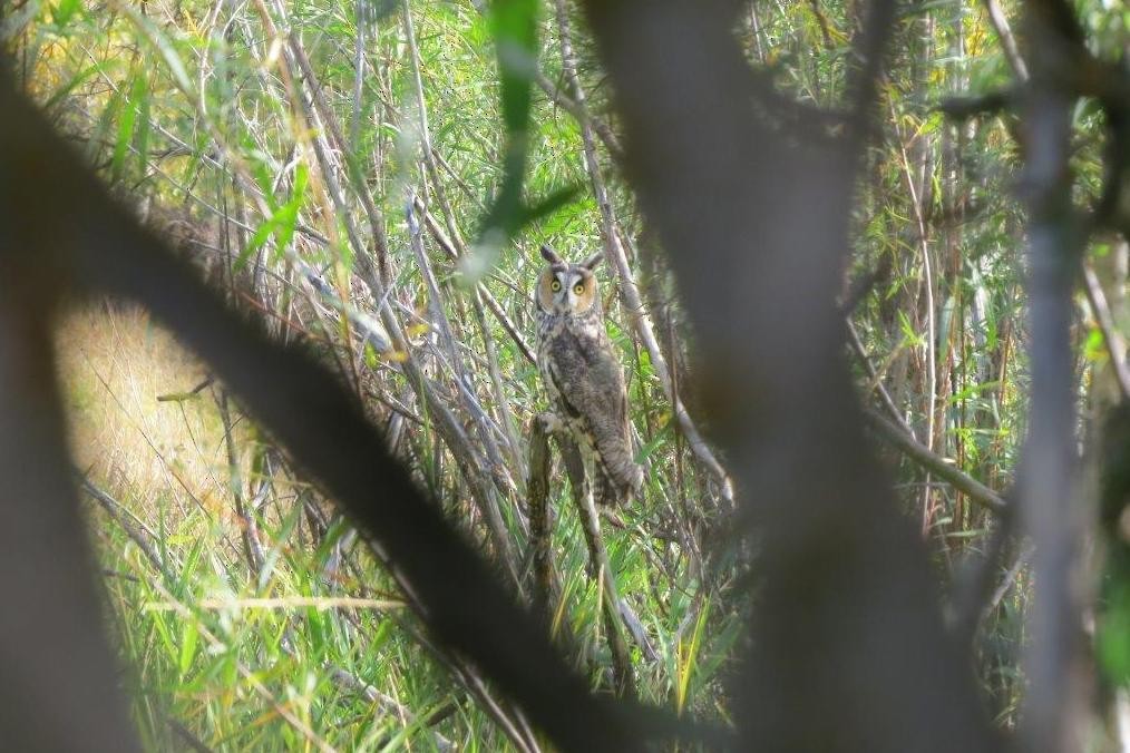 Long-eared Owl - ML20937251