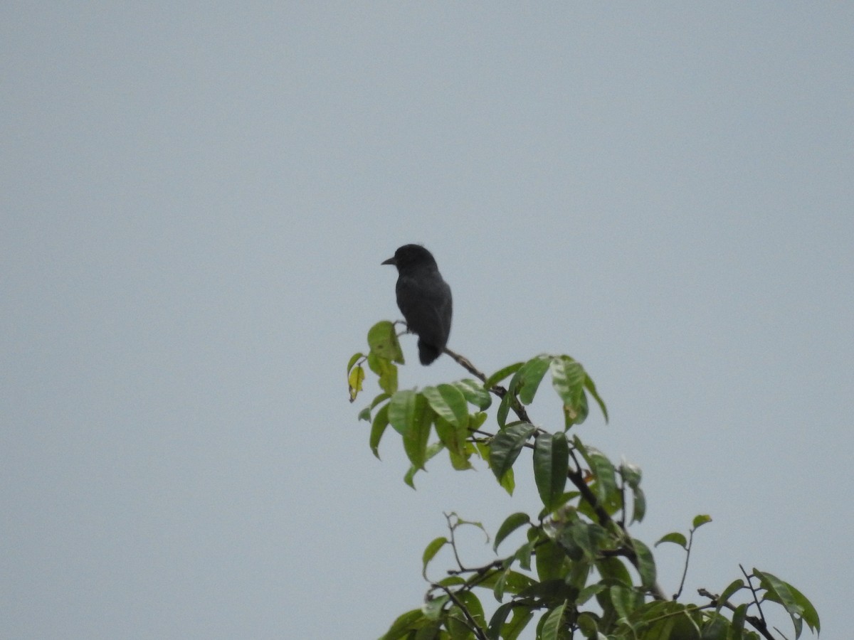 Swallow-winged Puffbird - ML209372541