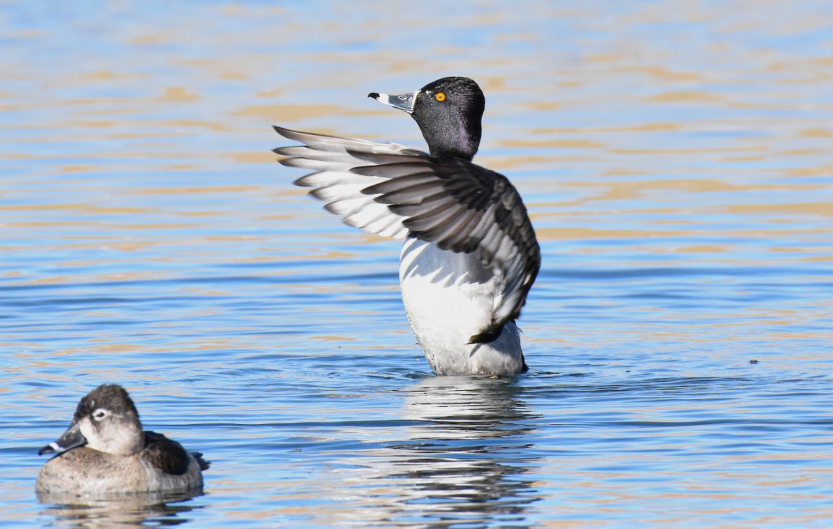 Ring-necked Duck - Jack Parlapiano
